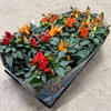 CAPSICUM 10,5 CM MIX 1X12